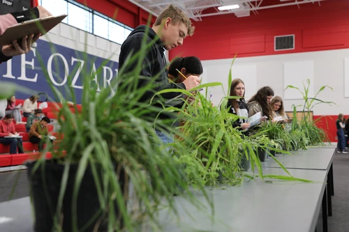 Picture of green plants.